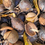 A collection of hickory nuts, all brown and laying haphazardly on the ground. Some of the nuts have lots parts of their outer shells, leaving the hard, light brown inner nut. They have the same shape a pecans in the shell, but are much smaller.